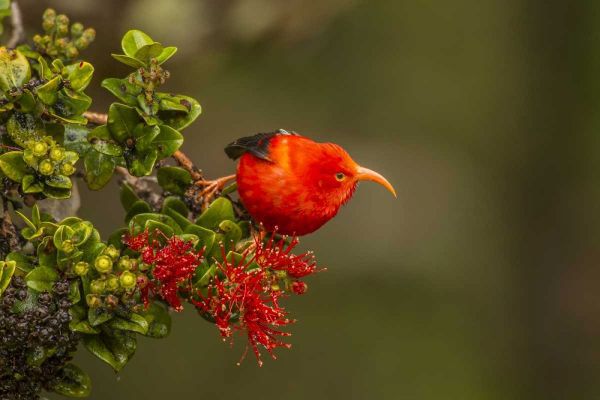 Hawaii, Hakalau Forest Iiwi bird on ohia tree